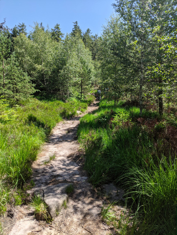 The trail through the forest